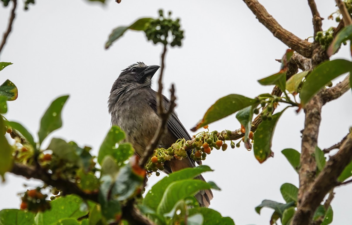 Cinnamon-bellied Saltator - ML637562986
