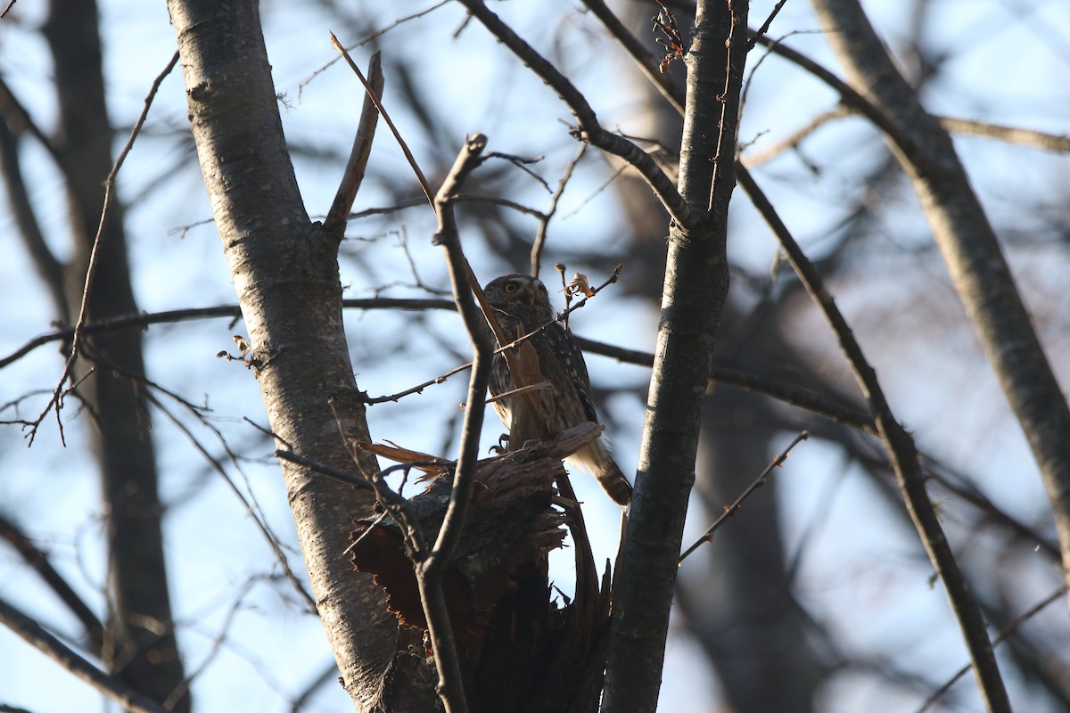 Austral Pygmy-Owl - ML637562988