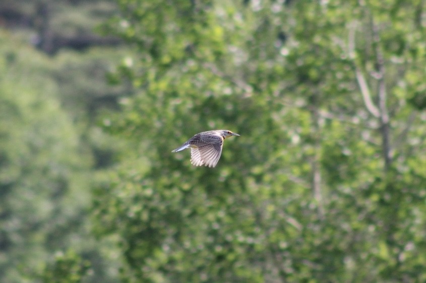 Eastern Meadowlark - ML637563098