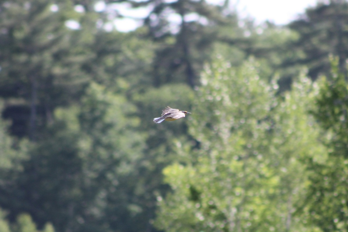 Eastern Meadowlark - ML637563099
