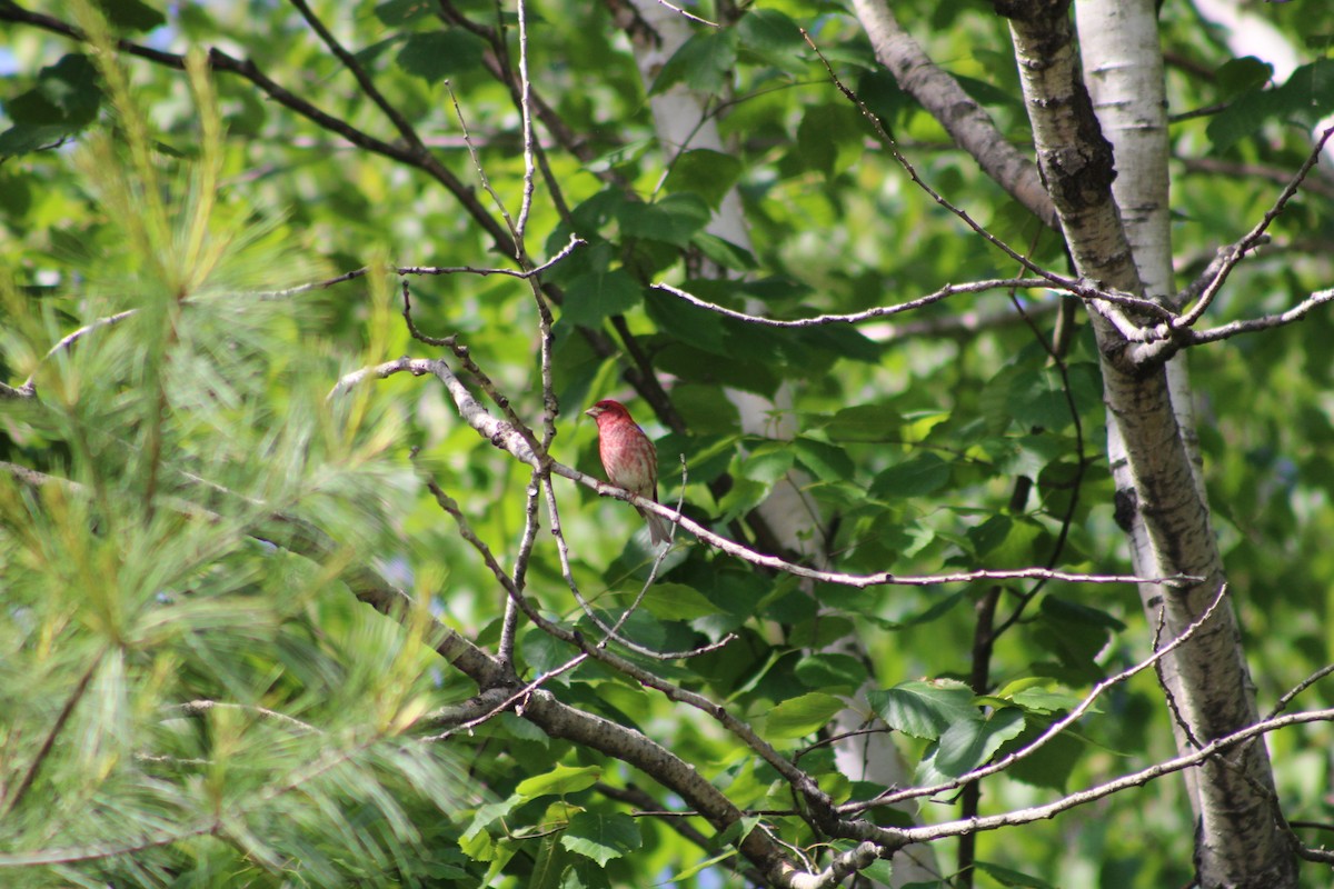Purple Finch - ML637563109