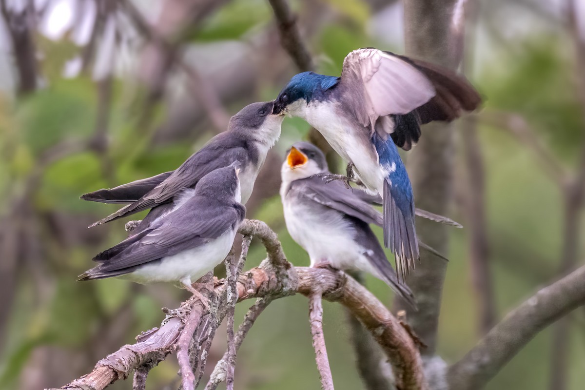 Tree Swallow - ML637563137