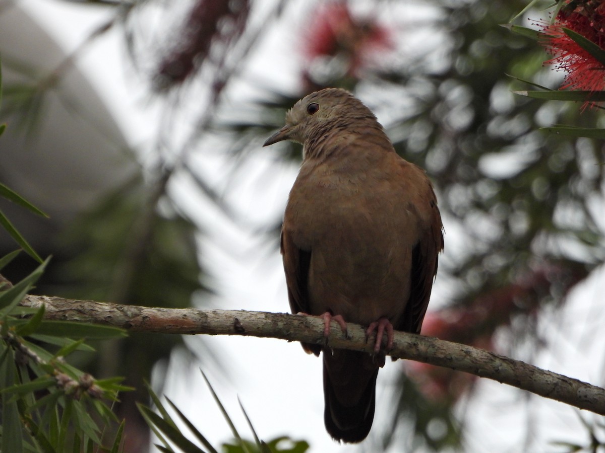 Ruddy Ground Dove - ML637563256