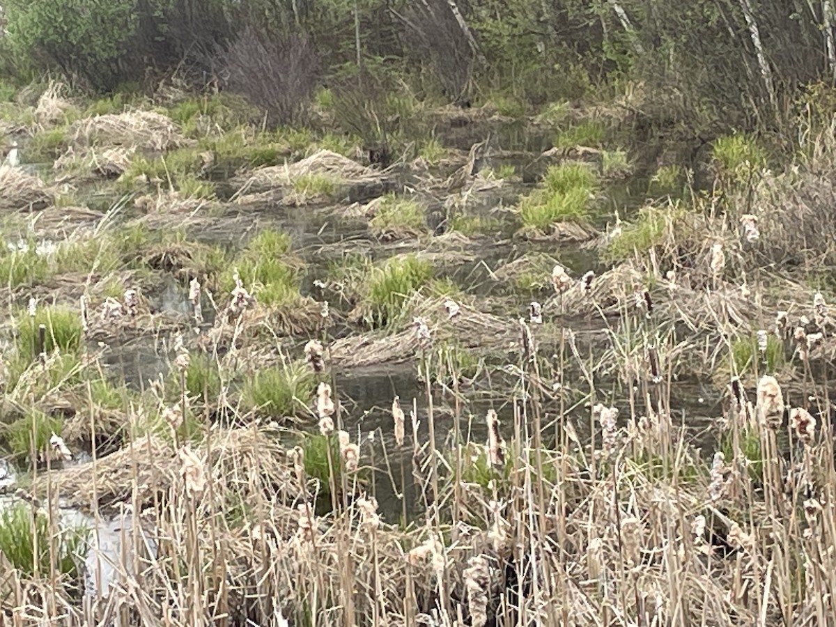 American Bittern - ML637563283