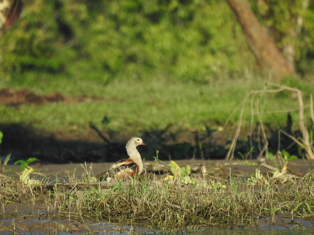 Orinoco Goose - ML637563368