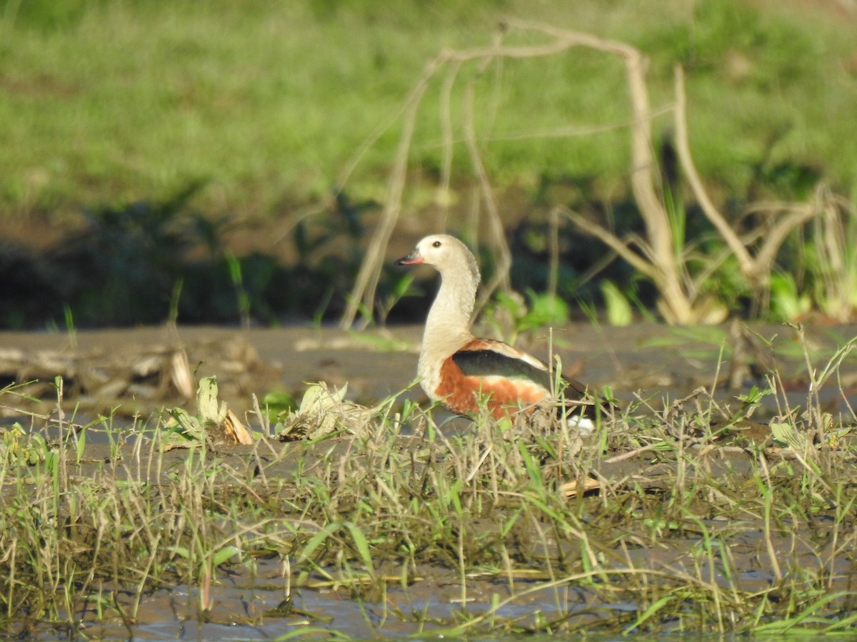 Orinoco Goose - ML637563369