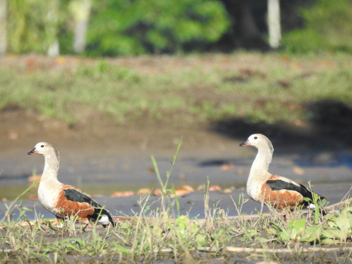 Orinoco Goose - ML637563371