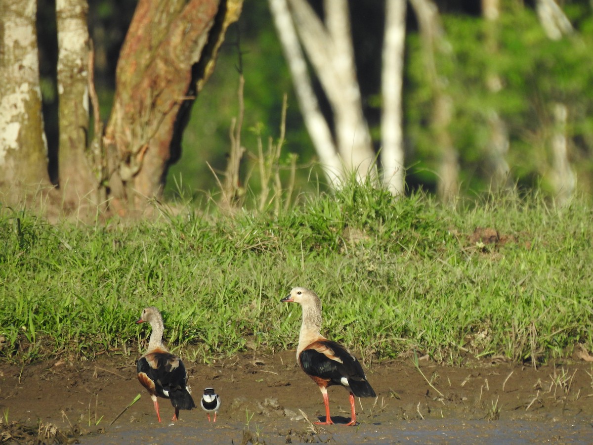 Orinoco Goose - ML637563373