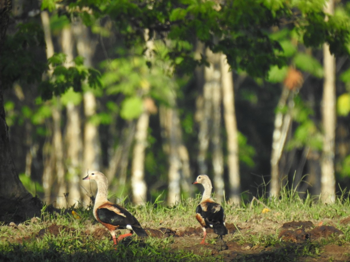 Orinoco Goose - ML637563375