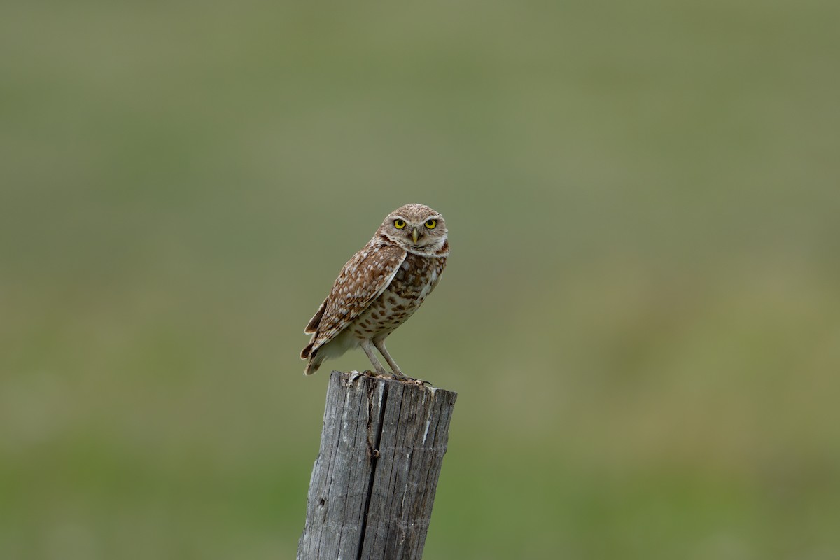 Burrowing Owl - ML637563402