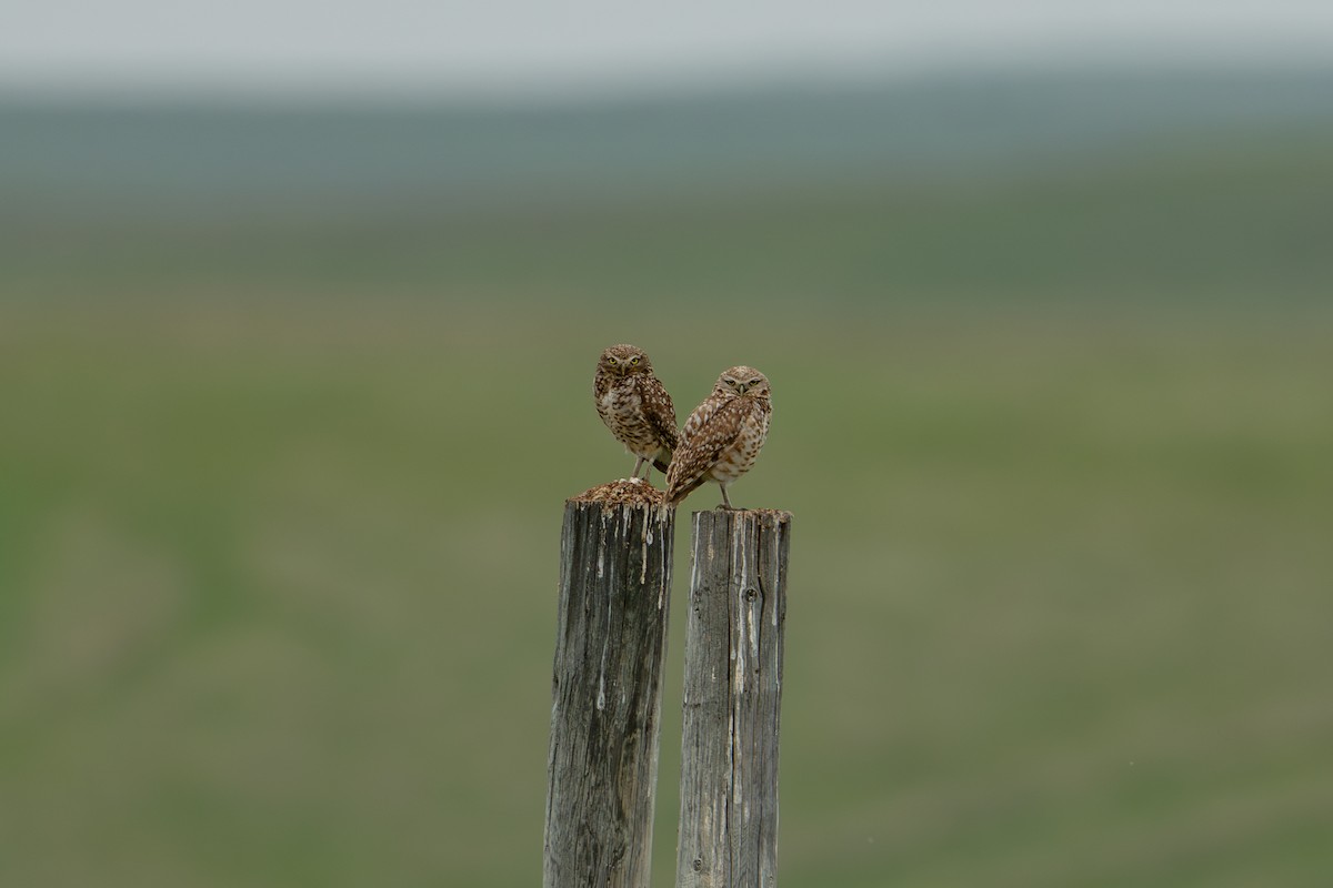 Burrowing Owl - ML637563417