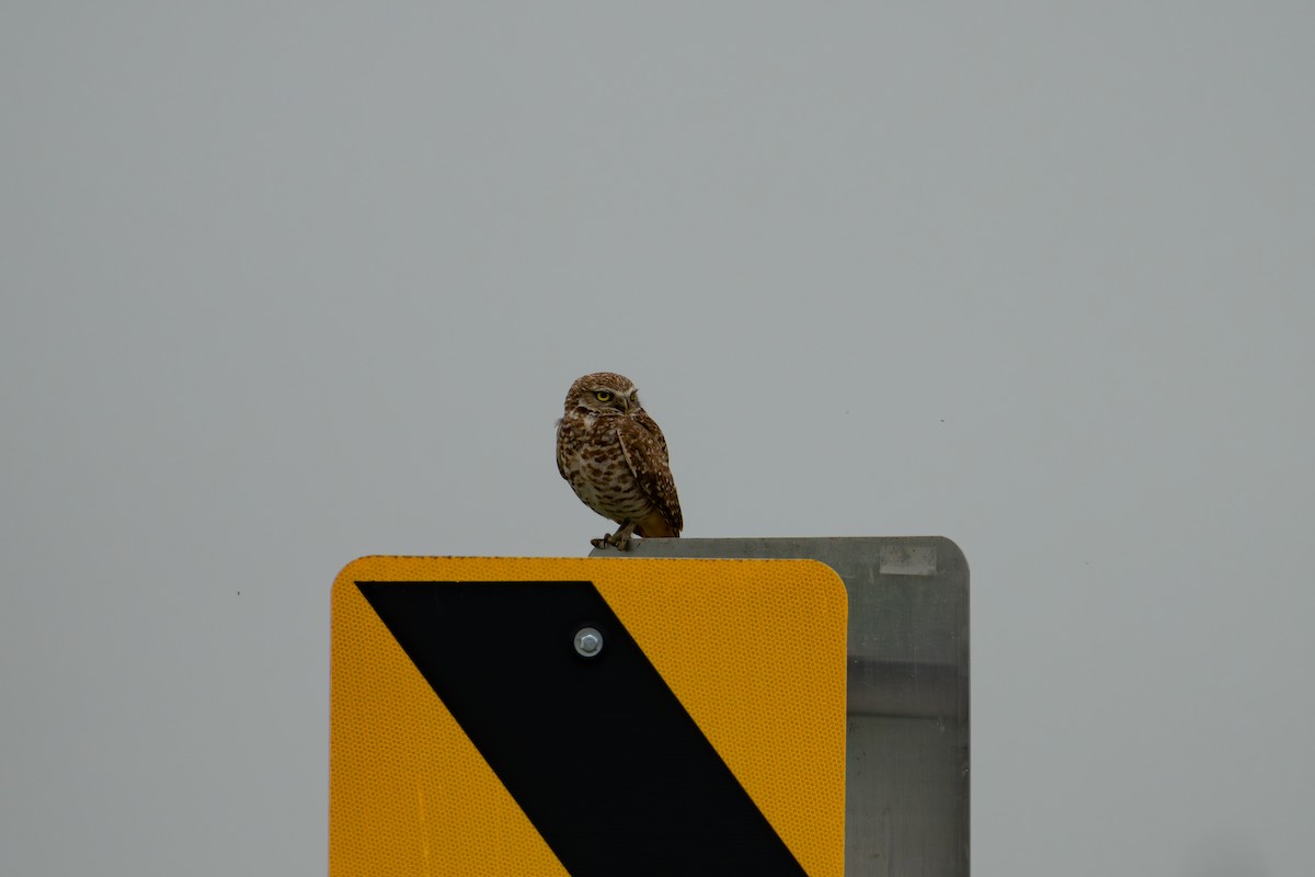 Burrowing Owl - ML637563421