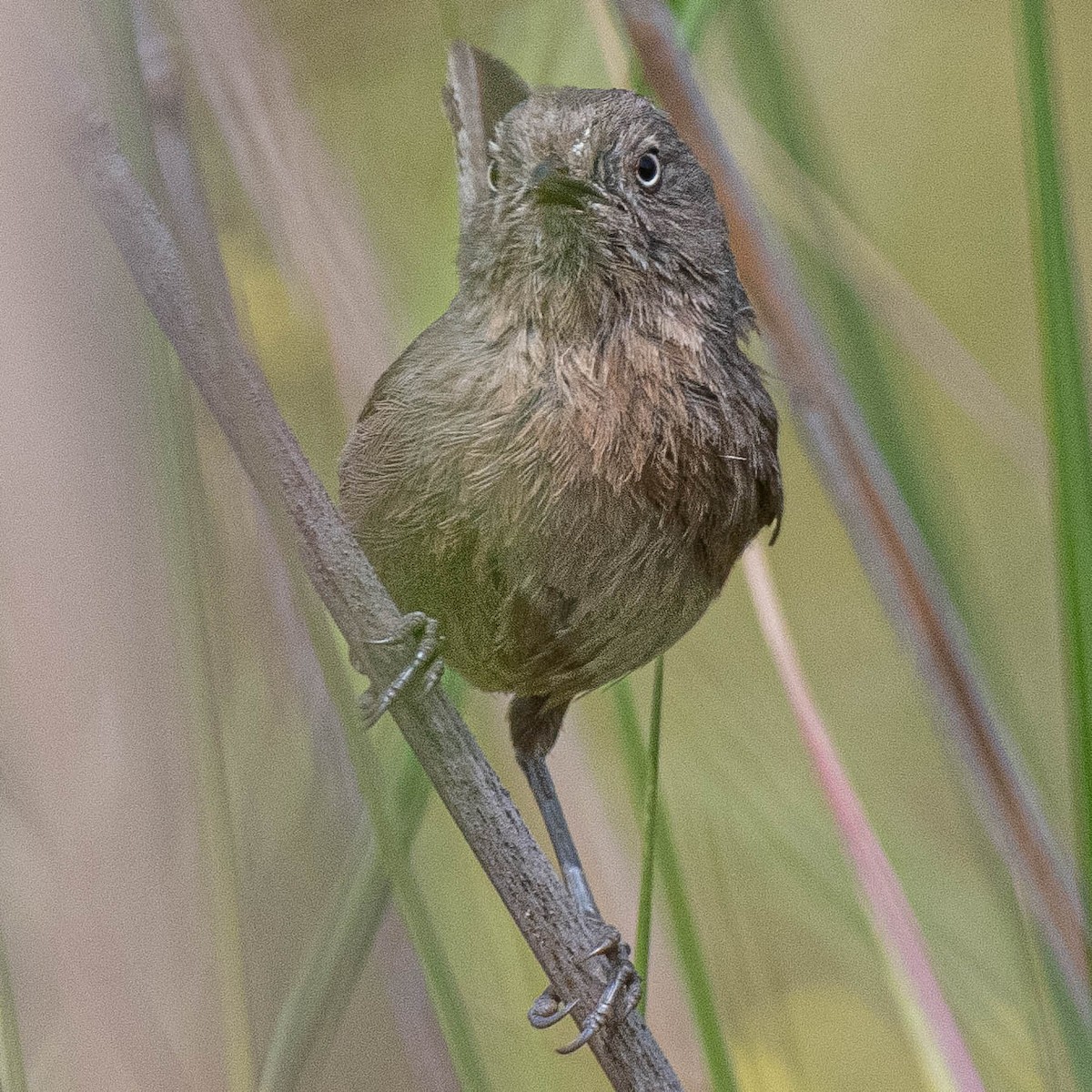 Wrentit - ML637563457
