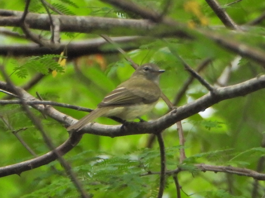 Greenish Elaenia - ML637563493