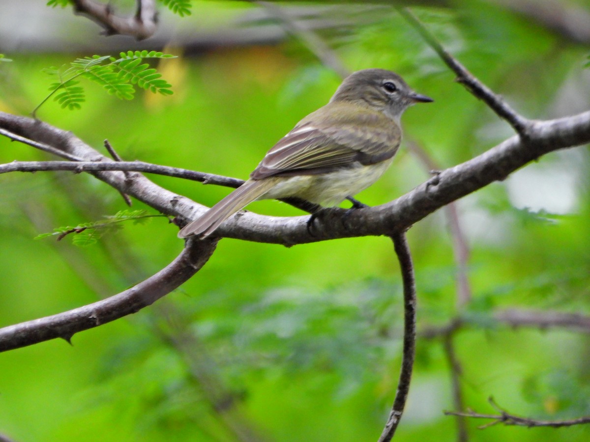 Greenish Elaenia - ML637563496