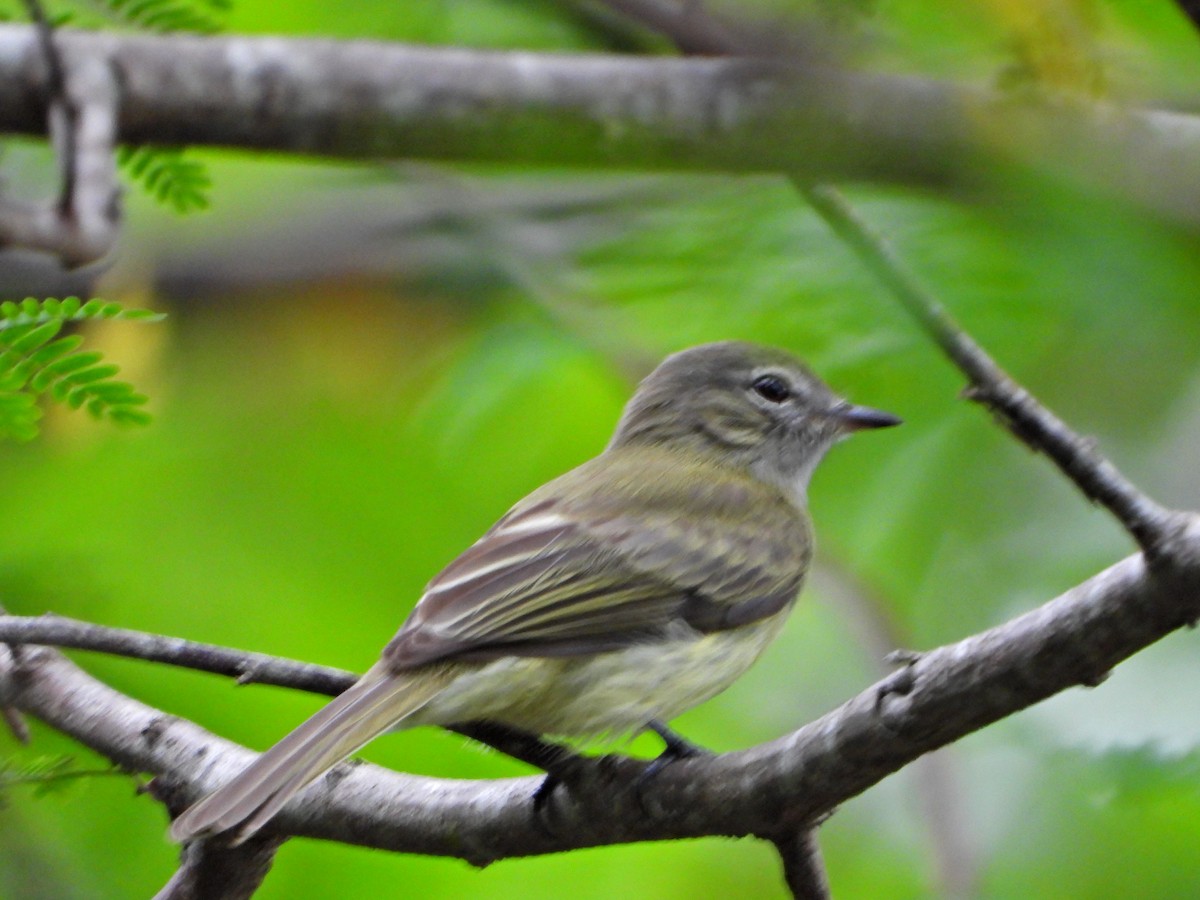Greenish Elaenia - ML637563497