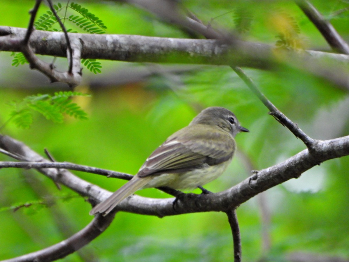 Greenish Elaenia - ML637563498