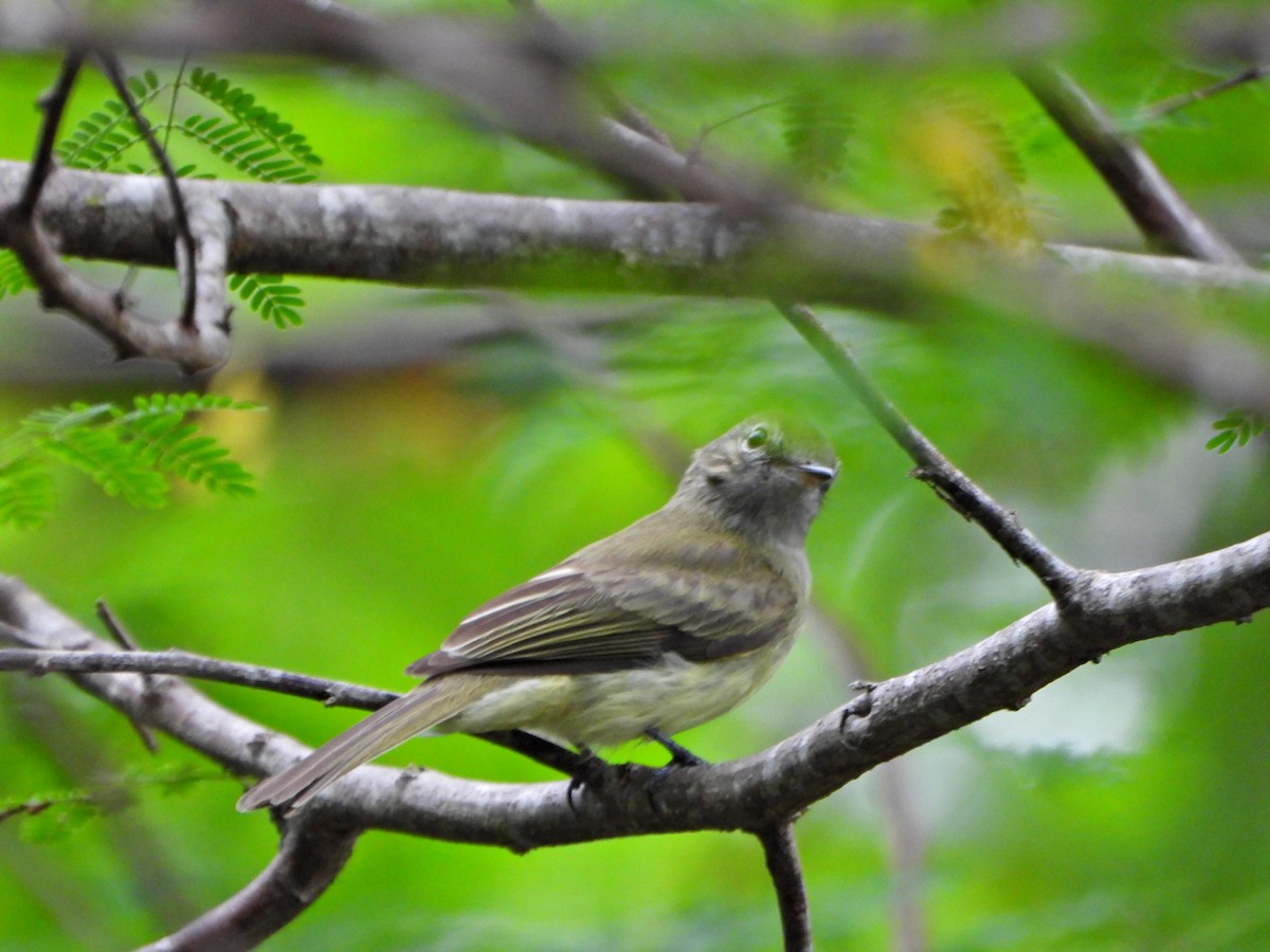 Greenish Elaenia - ML637563499