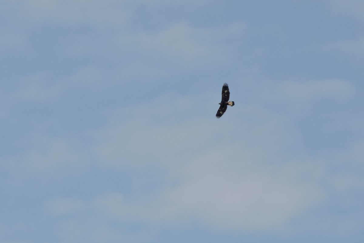 Golden Eagle - ML637563529