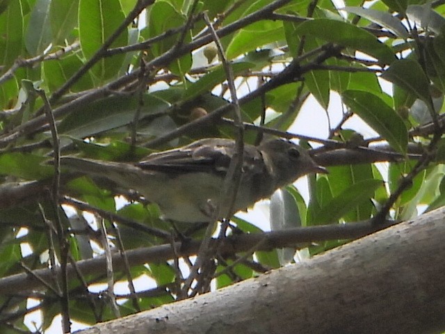 Mountain Elaenia - ML637563562