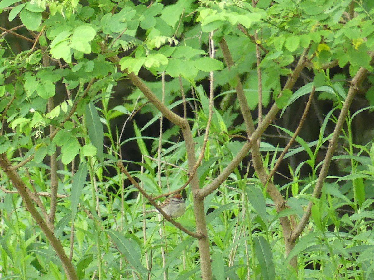 Chipping Sparrow - ML637563564