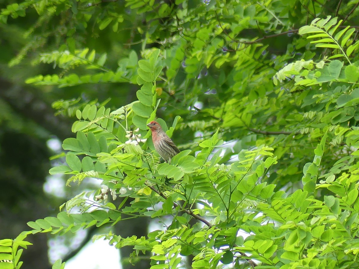 hýl rudoprsý - ML637563568