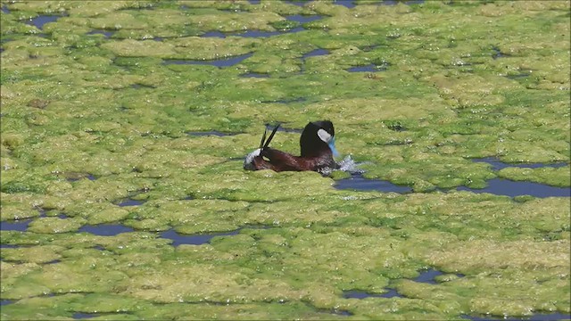 Ruddy Duck - ML637563574