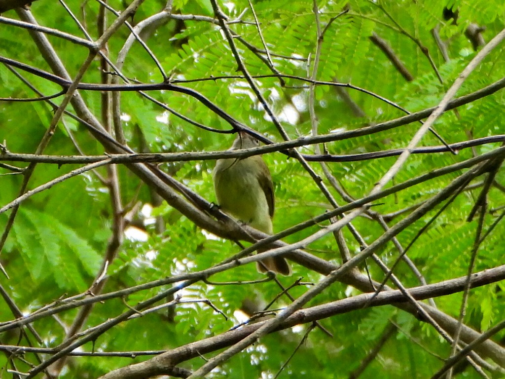 Greenish Elaenia - ML637563593