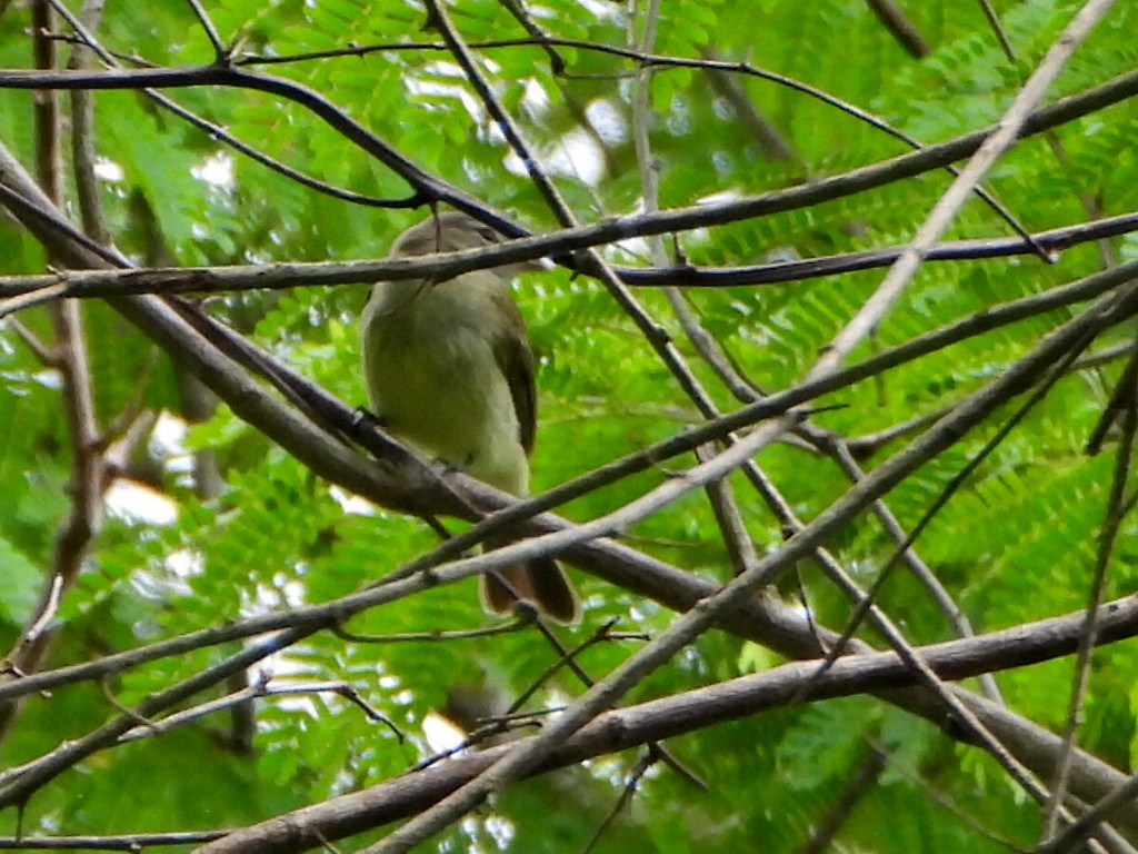 Greenish Elaenia - ML637563594