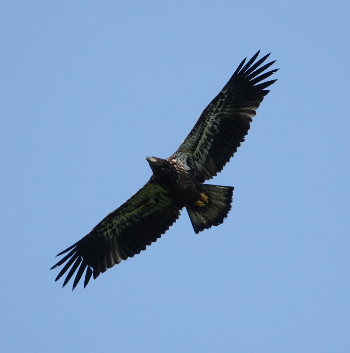 Bald Eagle - ML637563687