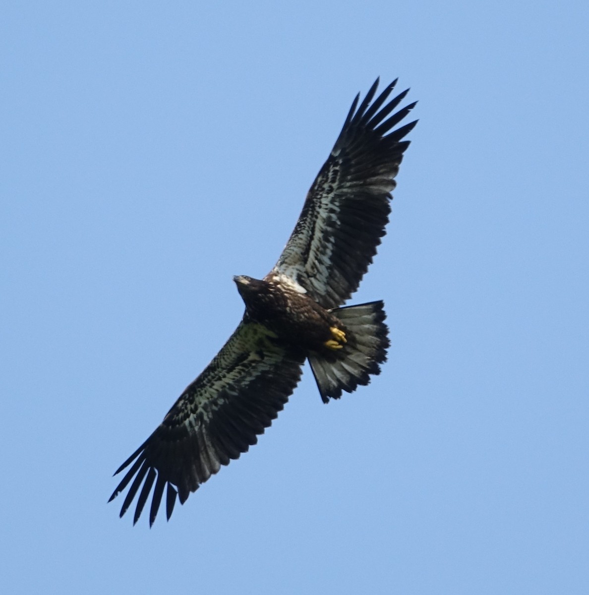 Bald Eagle - ML637563691
