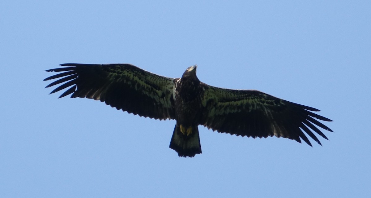 Bald Eagle - ML637563701