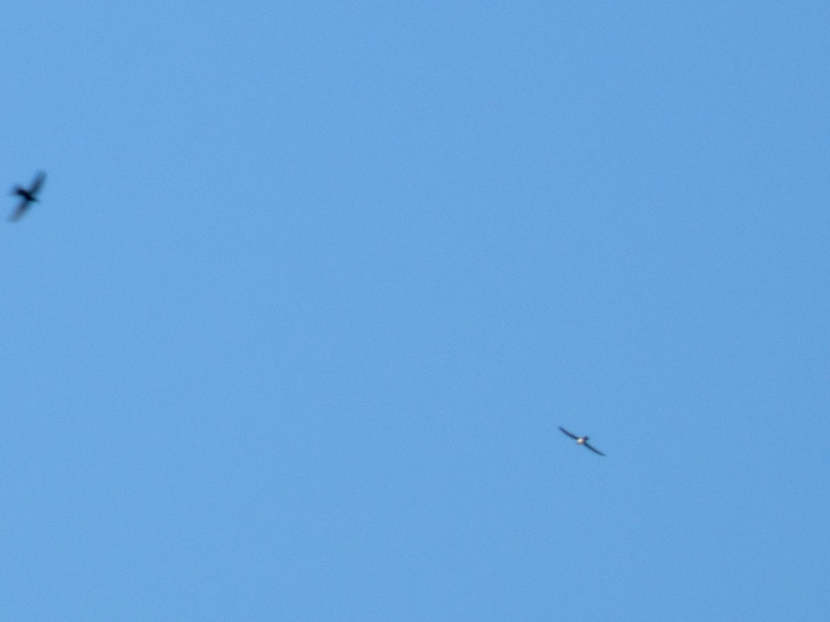 Alpine Swift - ML637563724