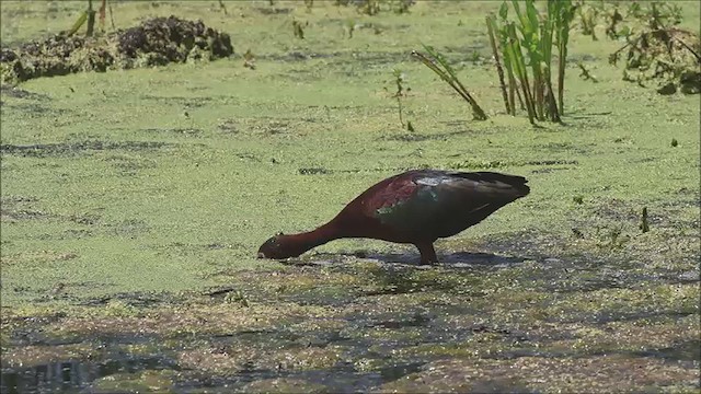 カオジロブロンズトキ - ML637563764
