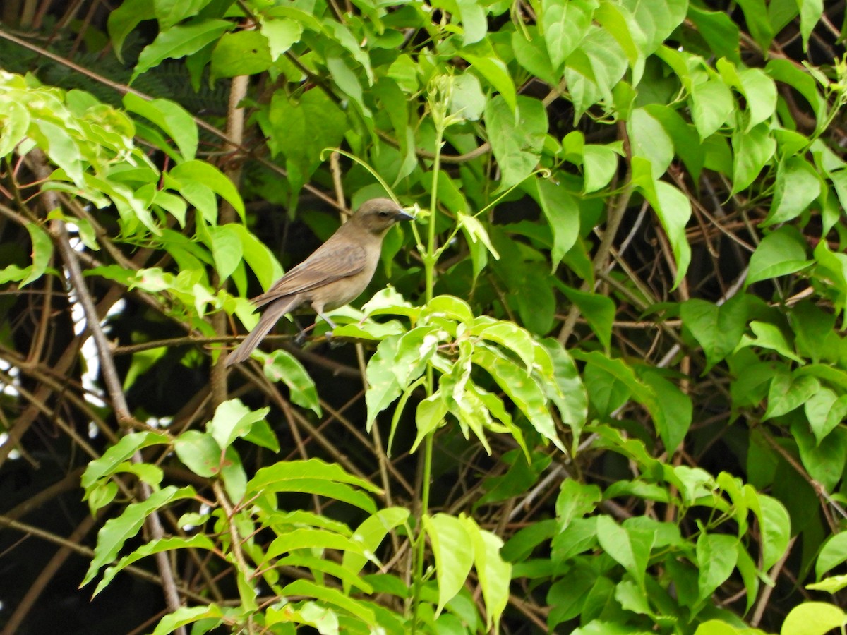 Shiny Cowbird - ML637563796