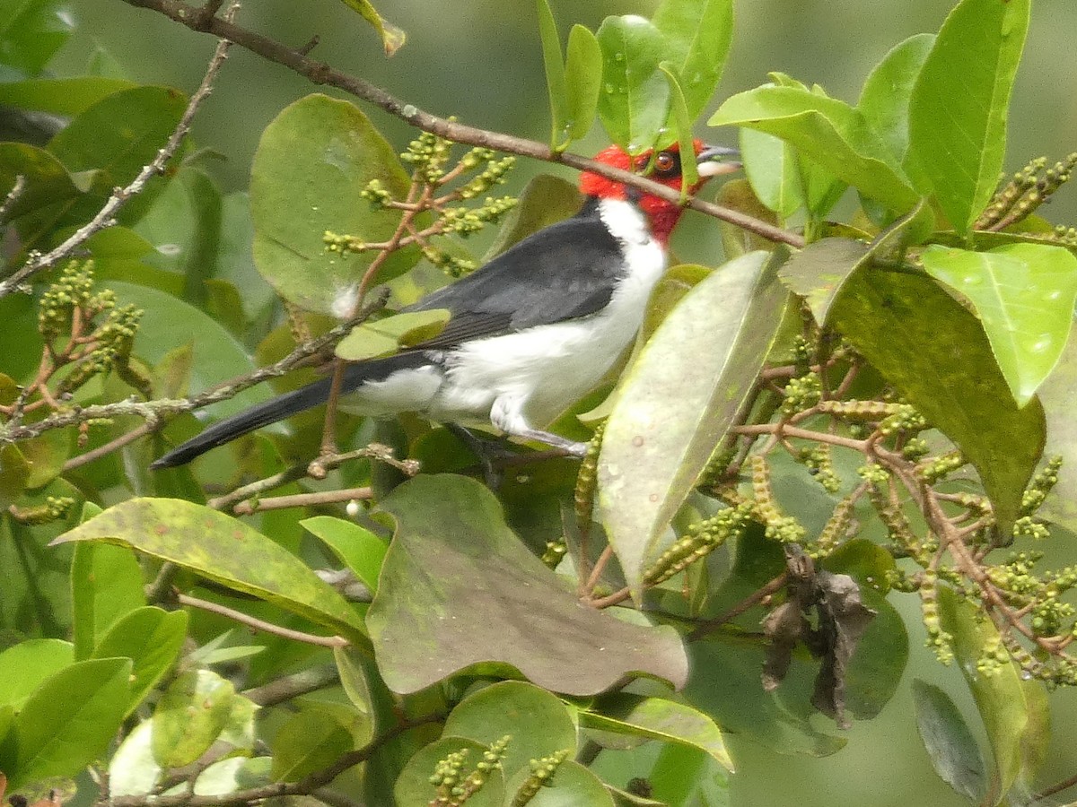 Masked Cardinal - ML637563825