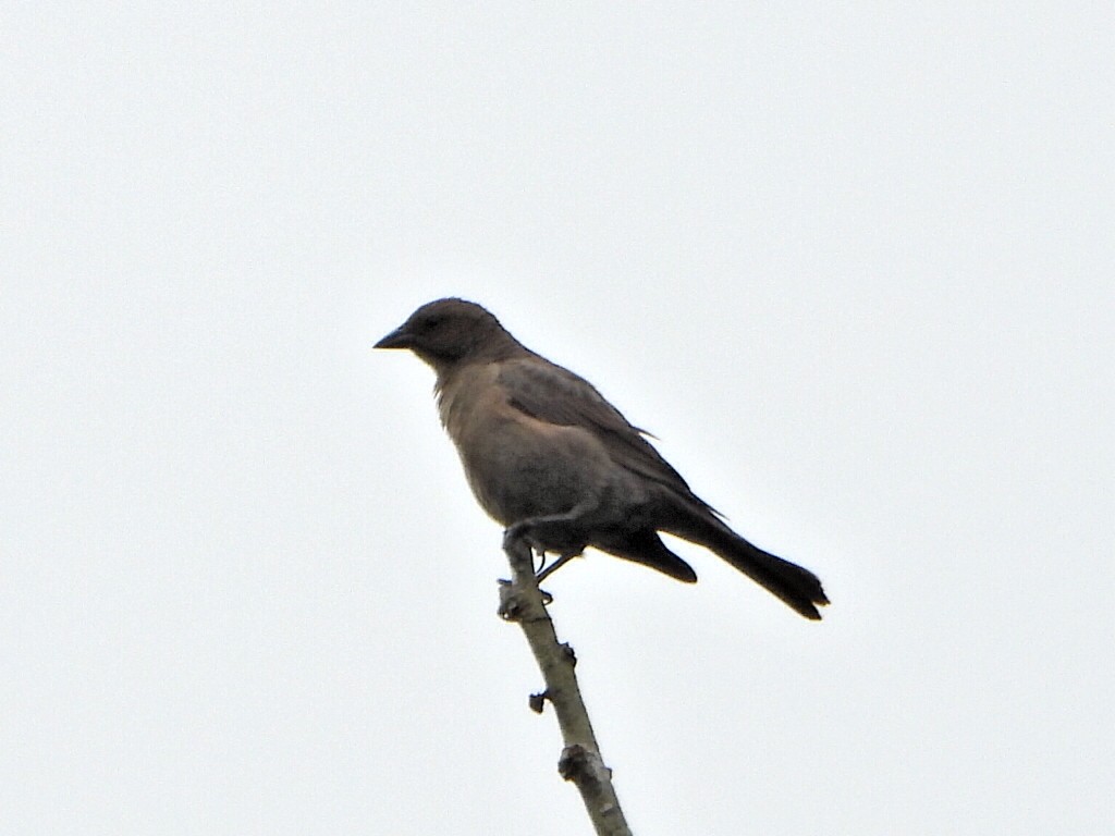 Shiny Cowbird - ML637563828