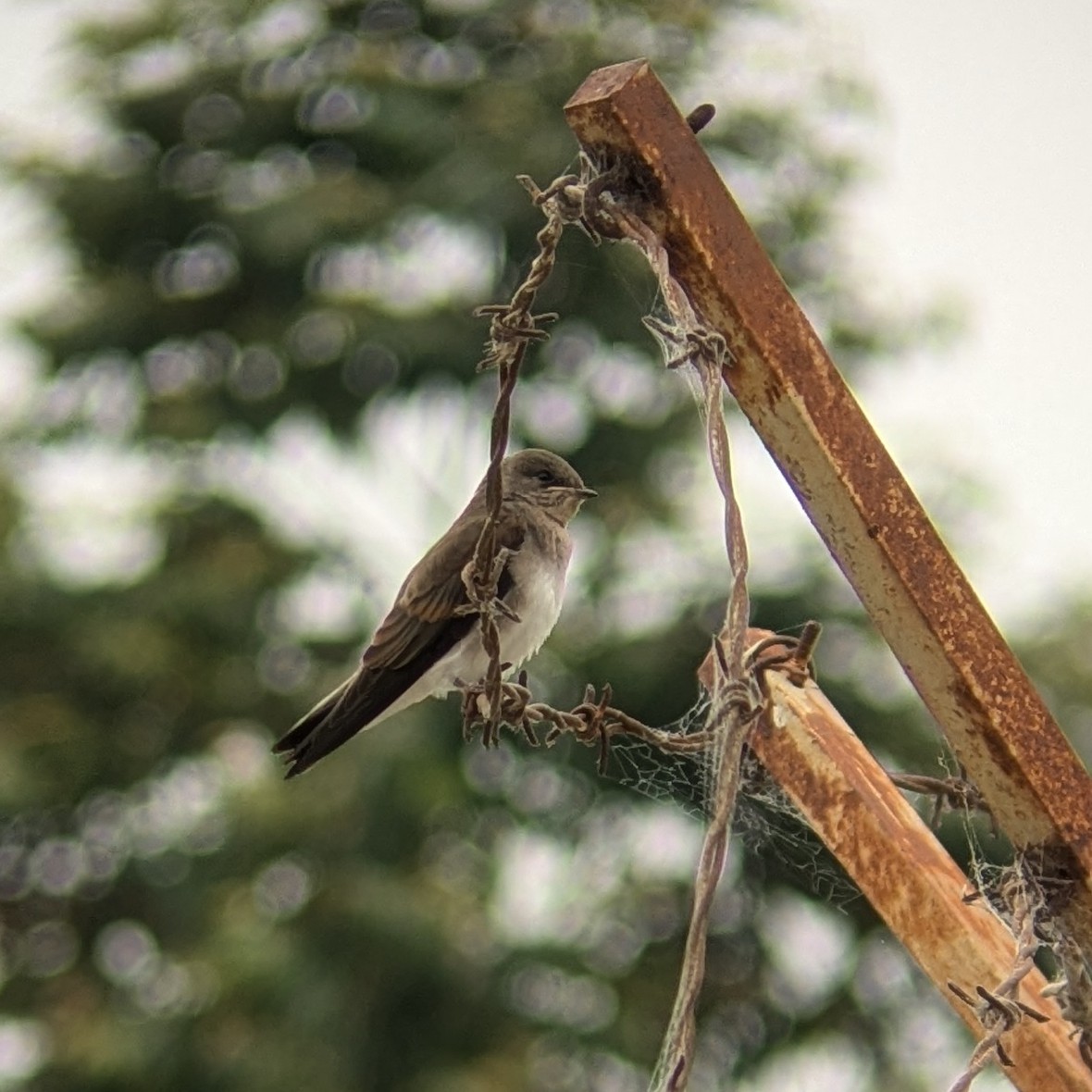 Northern Rough-winged Swallow - ML637563911