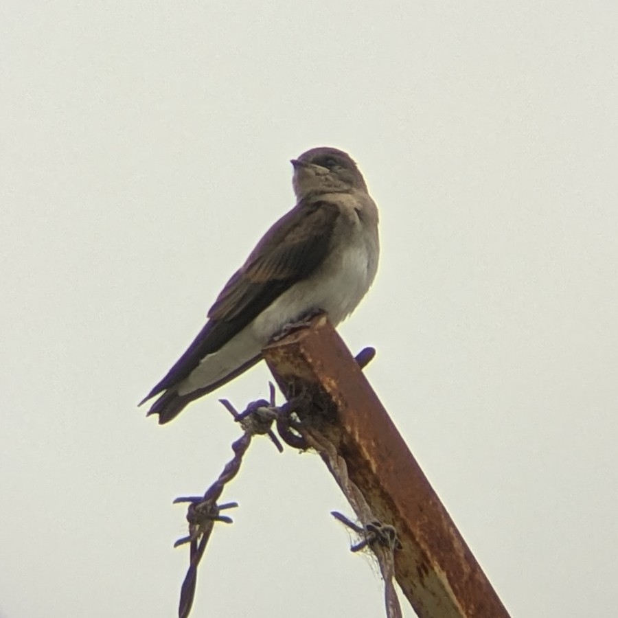 Northern Rough-winged Swallow - ML637563916