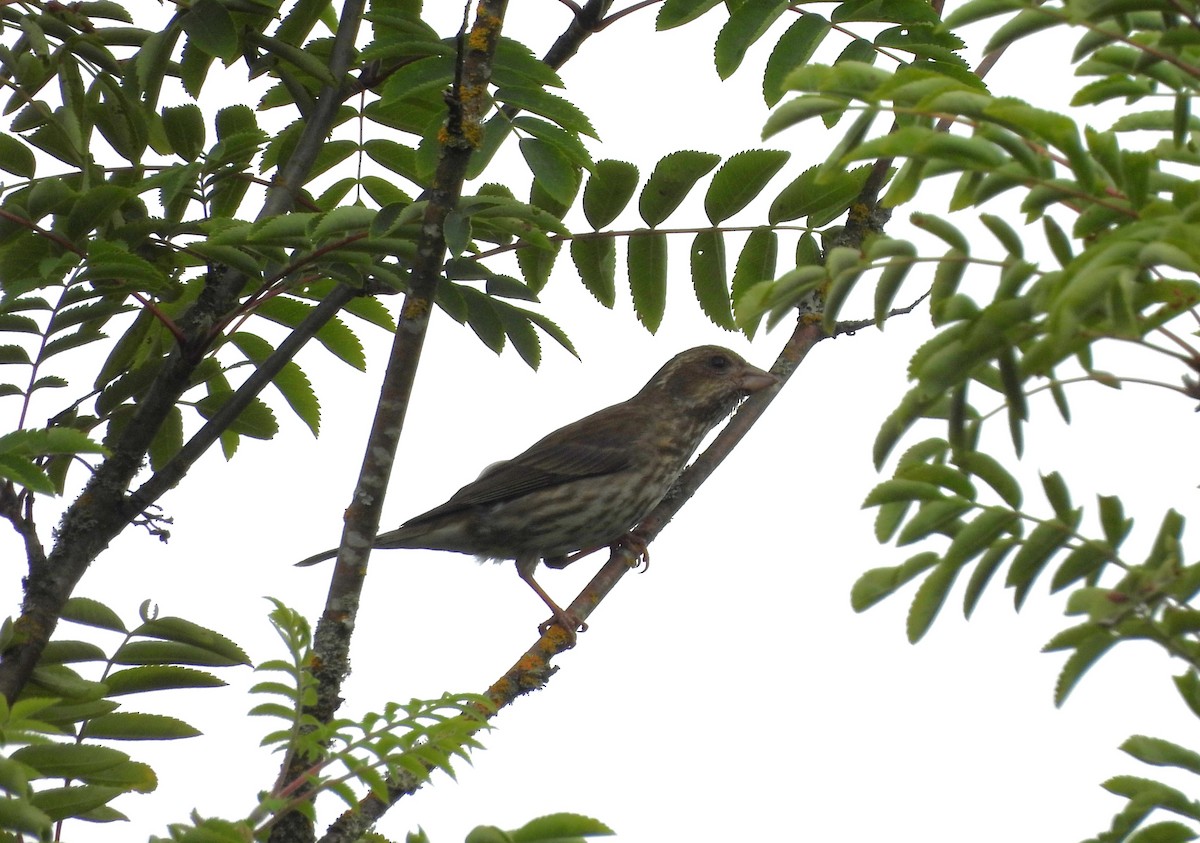 Purple Finch - ML637563932
