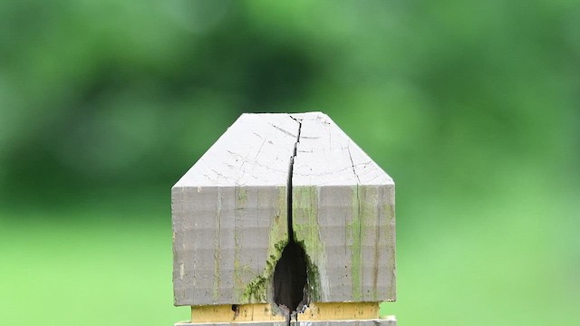 Northern House Wren - ML637563940