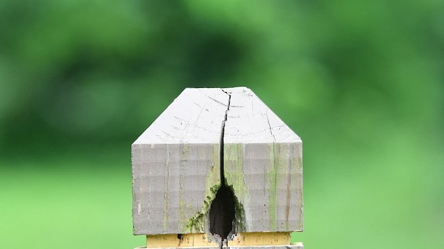 Northern House Wren - ML637563953