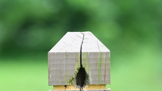 Northern House Wren - ML637563962