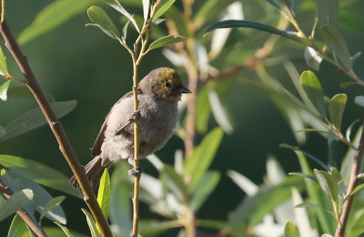 Verdin - ML637563975