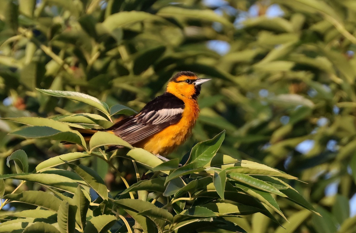 Bullock's Oriole - ML637563983