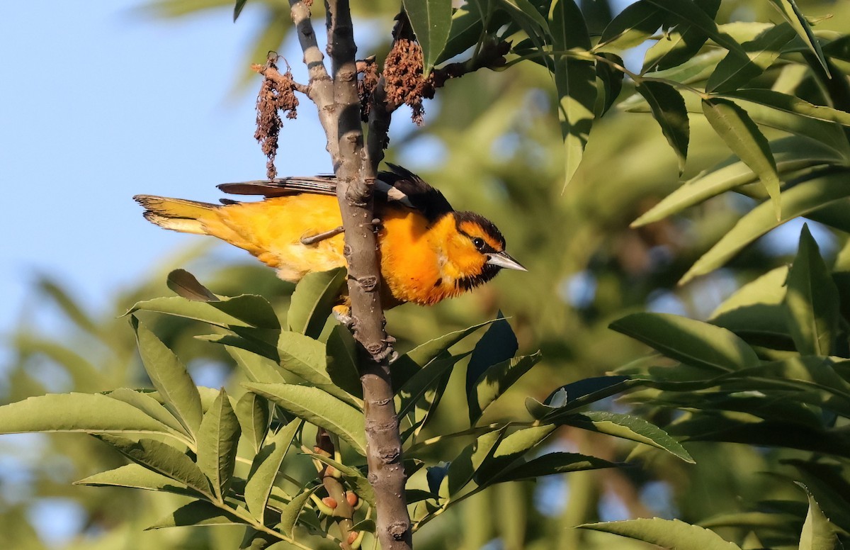 Bullock's Oriole - ML637563984