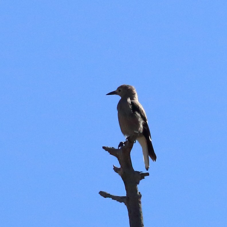 Clark's Nutcracker - ML637564028