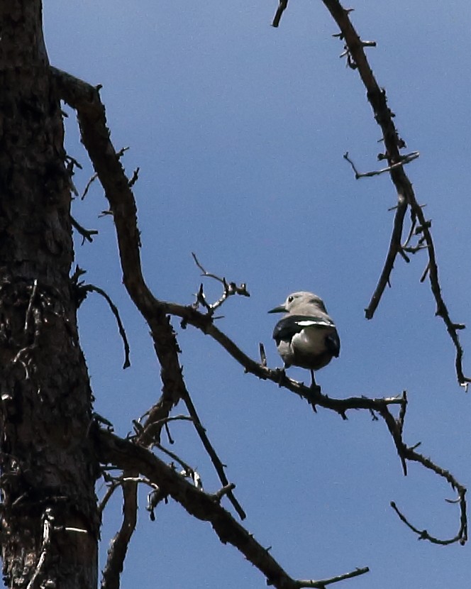 Clark's Nutcracker - ML637564029