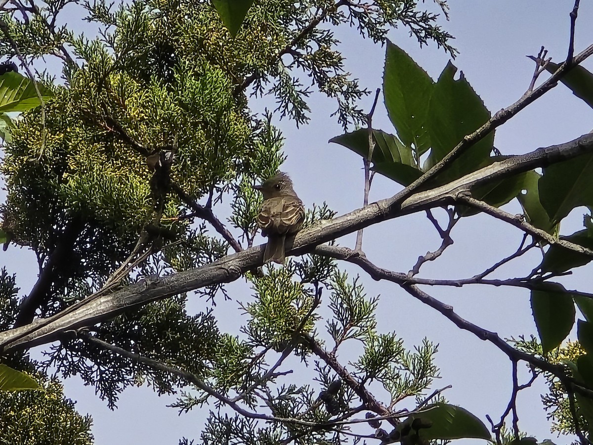 Greater Pewee - ML637564032