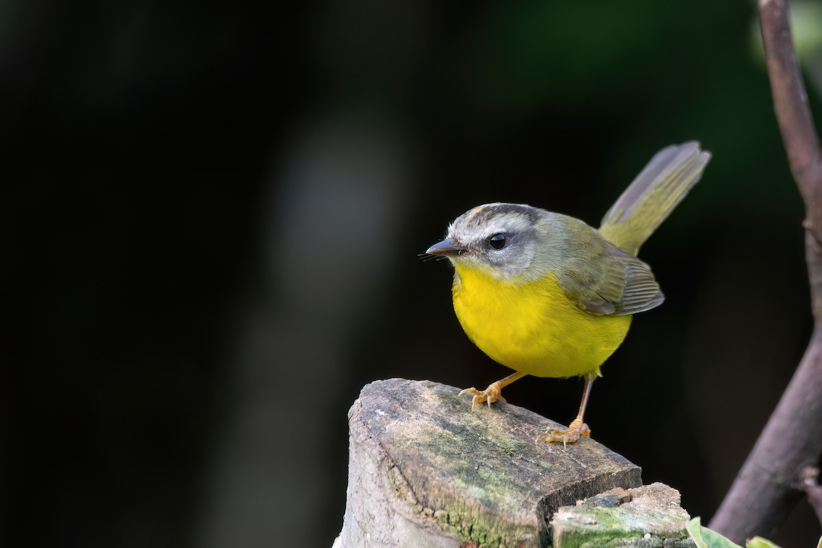 Golden-crowned Warbler - ML637564056